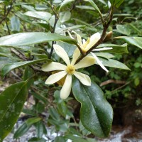 Magnolia nilagirica (Zenker) Figlar